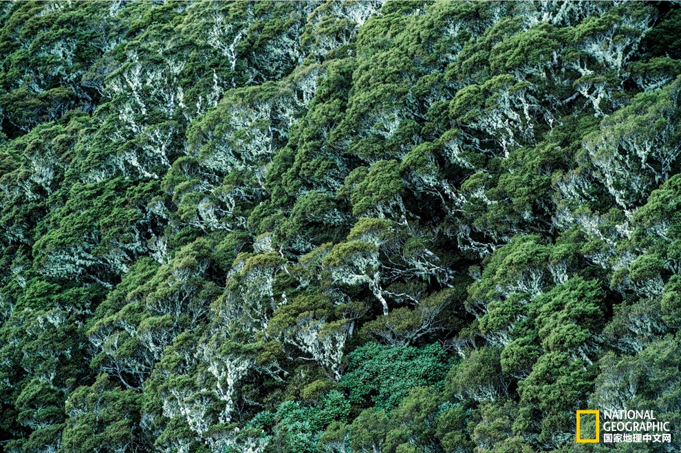 新西兰 喀斯喀特谷的绿玉生处