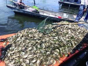 污水过境，江苏洪泽湖2万亩螃蟹几乎死绝