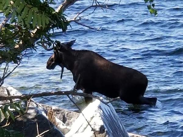 被游客围堵拍照 驼鹿躲进湖里溺水而死