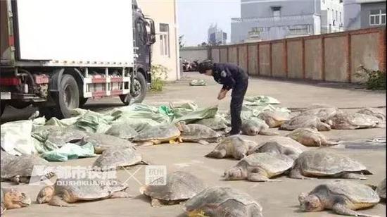 非法收购128只冷冻海龟欲外销，10名犯罪嫌疑人被刑拘