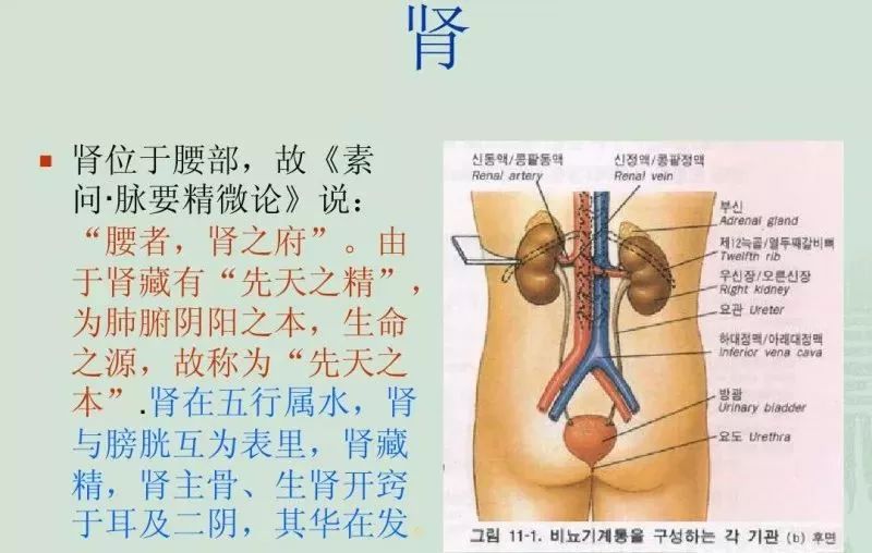 凤凰网梧桐汇商城|每天喝一包，祛除虚胖，精力旺盛，还你一颗鲜活的肾