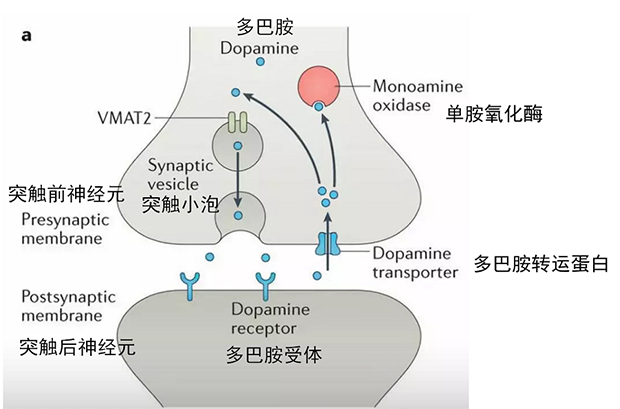 你到底是嘴馋还是饥饿？这是个科学问题