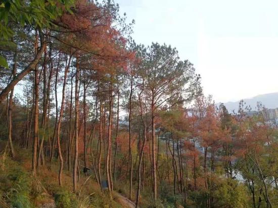 松树变红平添“美景” 不，它们正在一棵接一棵死去