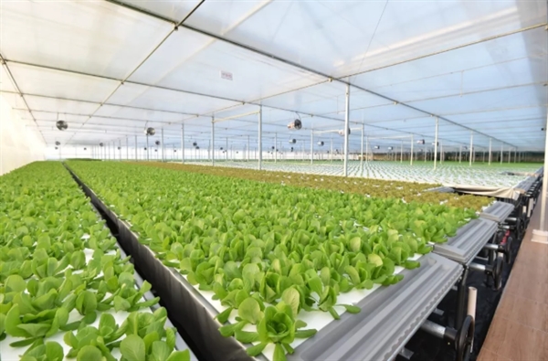 京东建1万平植物工厂：蔬菜不洗就能吃