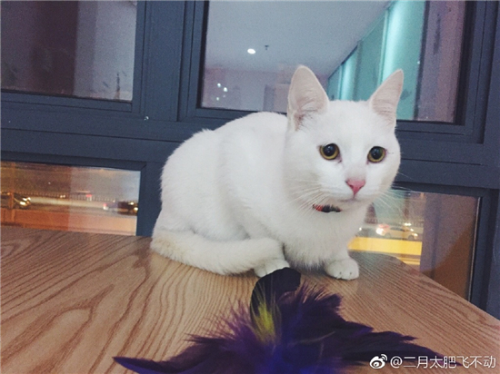 图片来自微博@小迷糊二月月 这里有四只狗狗、三只猫咪,小脸皱巴巴的巴哥似乎满脸都写着忧伤,吸睛到不行! Hello Corgi柯基馆 喵界有肥橘猫,汪圈就有短腿柯基。一进店扑面而来的粉色让人心动了,加上到处都有的可爱元素,一切都显得格外用心。