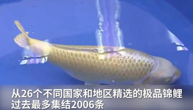 这条锦鲤王价格超1000万元