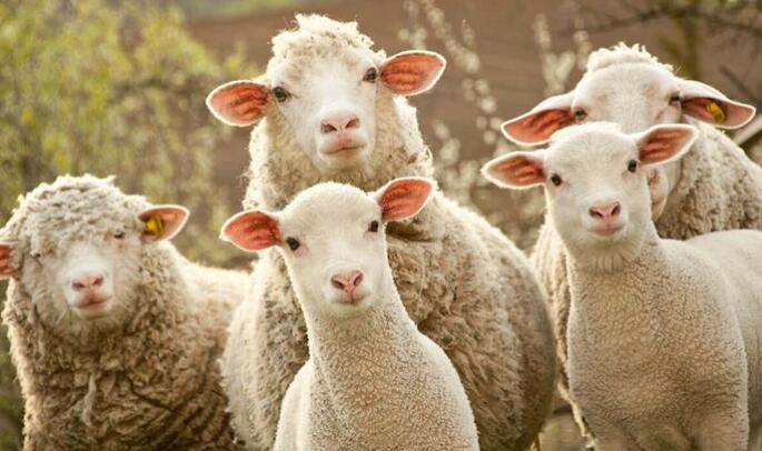 你听说“薅羊毛”狂欢么！一起回顾“薅羊毛”发展史