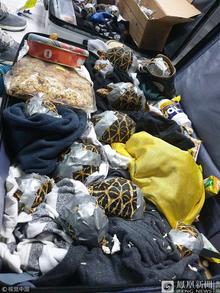 菲律宾警方查获1529只活龟