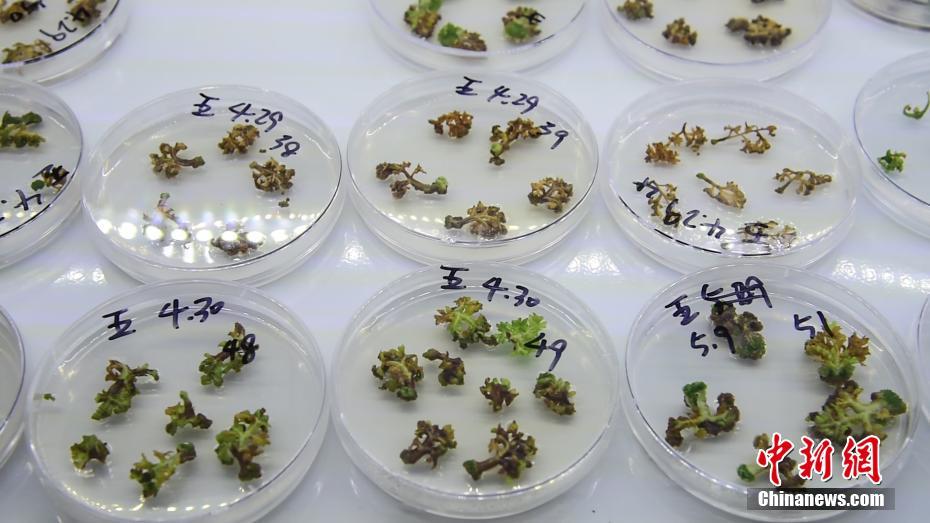 组培期间,研究员会对每个样本进行编号,进行研究观察.