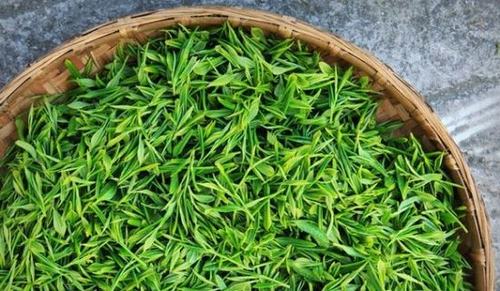 请问关于绿茶有哪几种