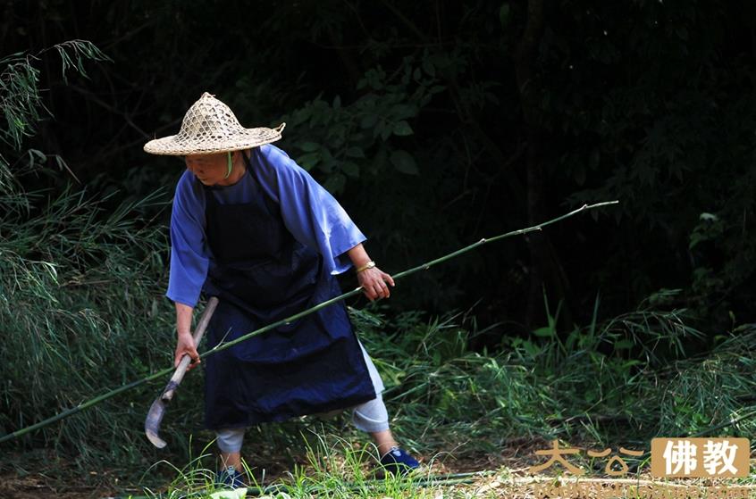 探秘宝积寺尼众的农禅生活:运水搬柴无非佛事