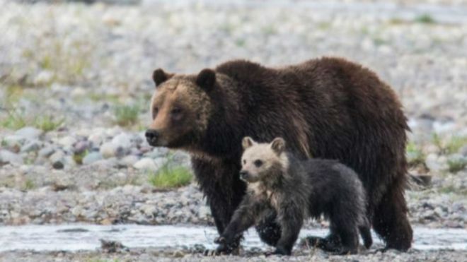 美国大蒂顿国家公园明星幼熊遇车祸身亡