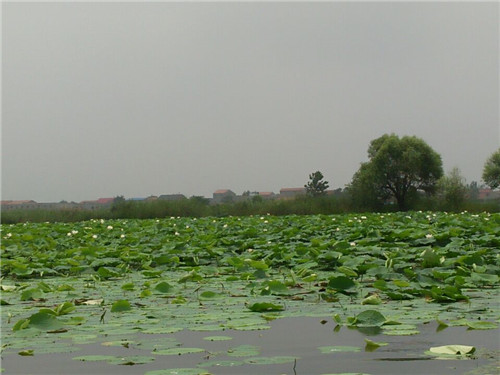 2016中国·淮阳龙湖赏荷旅游月隆重开幕_凤凰