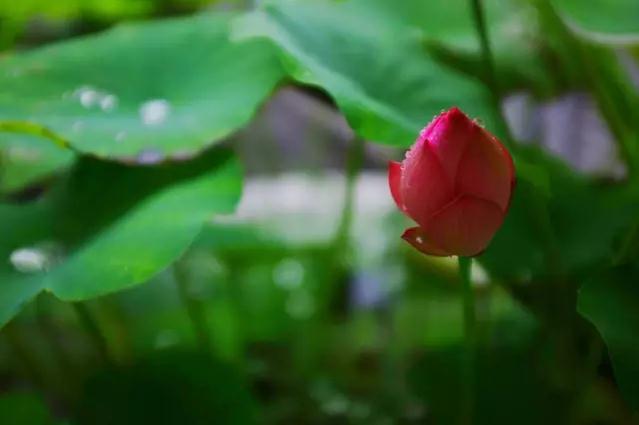 雨檐叮咛听禅音 牛首莲花显佛光