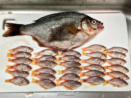 网友买了一条海鲫 回家后发现不止是一条(组图)
