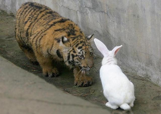 小老虎练捕食把猎物变好友 跟小兔搂搂抱抱