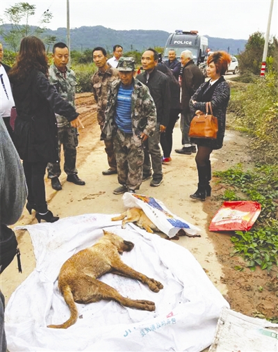 流浪狗连伤22人阆中全城捕狗 对疫区犬只捕杀接种