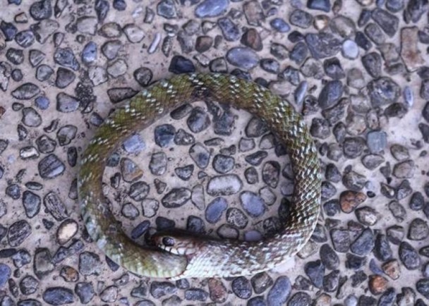 蟒蛇被捕后“自杀” 口咬尾巴死相诡异