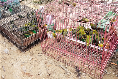京郊有人拉网捕鸟低价出售 拆迁荒地成捕鸟重灾区