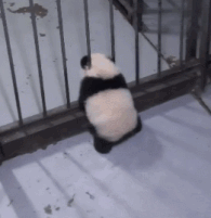 小熊猫肉肉越狱成功 证明了自己只是虚胖|动图集