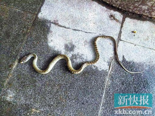 广州一男子睡梦中被妻子尖叫惊醒 床边现1米长的蛇