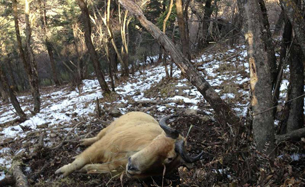秦岭：一头国家一级保护动物羚牛被勒死