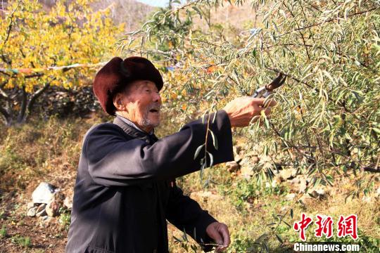 山东一老人25年种10万棵树 “植绿”一座山