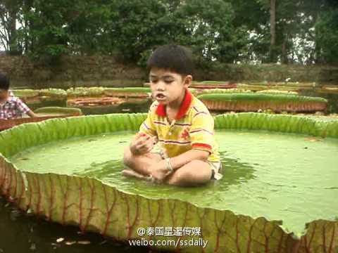 泰国能站人的巨型荷叶池又开放了! (高清组图)