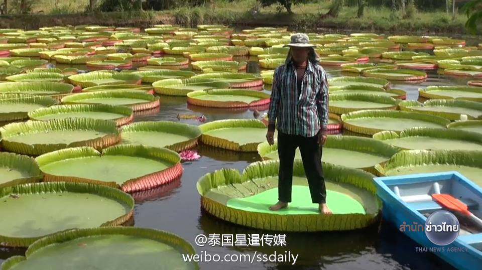 泰国能站人的巨型荷叶池又开放了! (高清组图)
