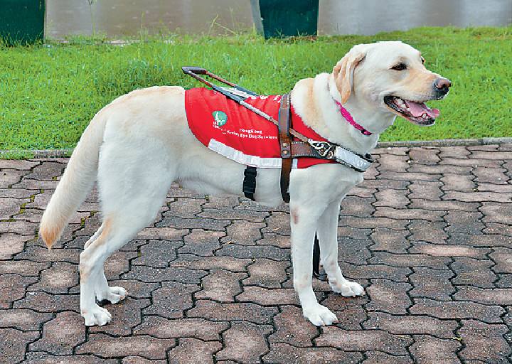 导盲犬是衡量一个社会文明程度的标尺