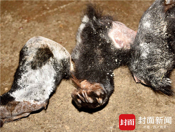 四川破获一野味案:熊头熊掌穿山甲成堆,查扣近2吨动物死体 - 梅思特 - 你拥有很多,而我,只有你。。。 四川破获一野味案:熊头熊掌穿山甲成堆,查扣近2吨动物死体 - 梅思特 - 你拥有很多,而我,只有你。。。