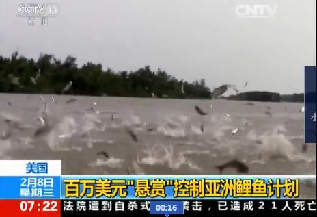 美国亚洲鲤鱼泛滥 美国百万美元“悬赏”控鲤鱼计划曝光