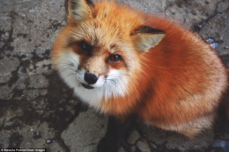 在日本这个狐狸村 你甚至能抱抱刚出生的小狐狸