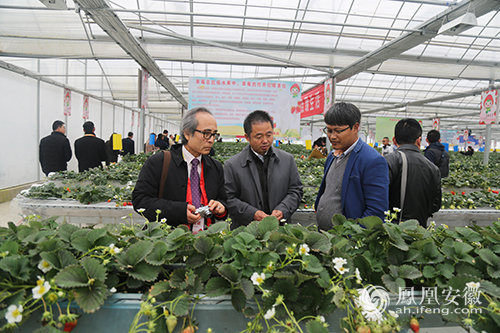 第八届中国草莓大会落幕 近百亿项目签约长丰