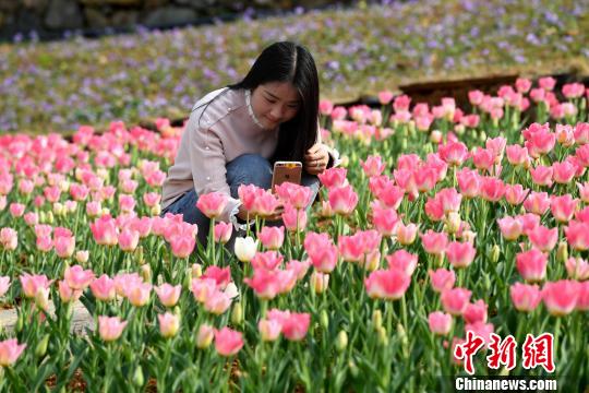 新余郁金香展:春日花似锦满园看花人