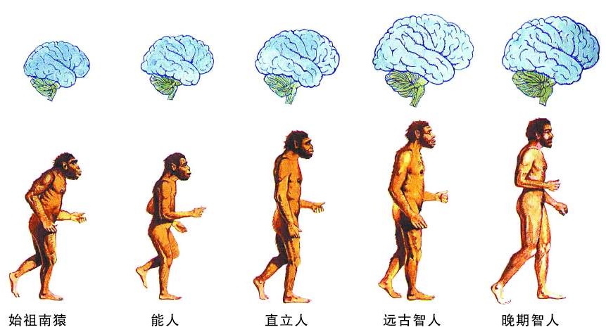 中国科学家公布研究动态 或证明人类祖先多地起源