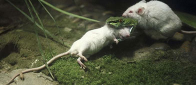 老鼠狂追撕咬猛蛇尾 原来为了救下小老鼠