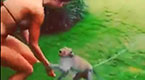 辣妹穿比基尼别逗猴子 小心它们好色如这只