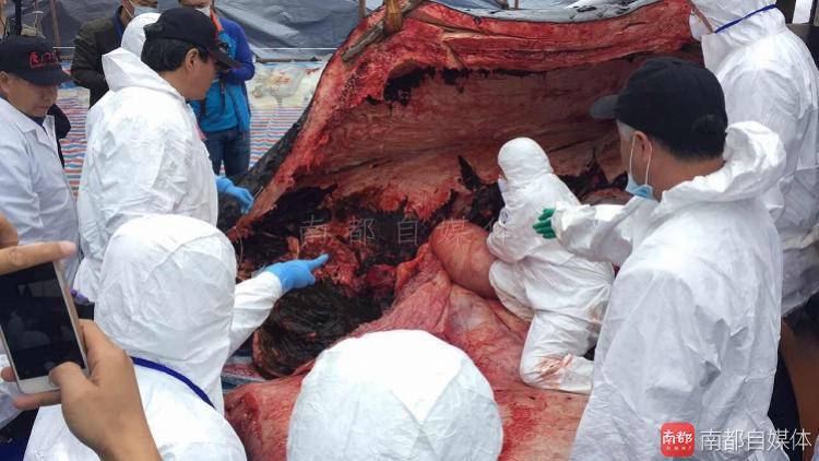 大亚湾抹香鲸尸体遭解剖:肚中宝宝未睁眼夭亡