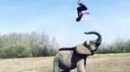 大象用鼻子将训练师挑飞 下一秒惊人
