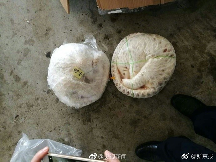 警方查获2只穿山甲 其身体被剥鳞冷冻 - 梅思特 - 你拥有很多,而我,只有你。。。 警方查获2只穿山甲 其身体被剥鳞冷冻 - 梅思特 - 你拥有很多,而我,只有你。。。