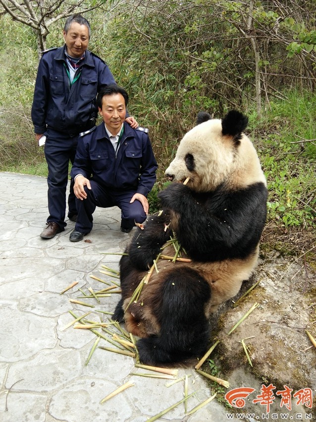 陕西现野生大熊猫 淡定吃竹笋任游客拍照