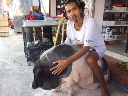 泰国男子把母猪当女朋友养 天天抱着一起睡