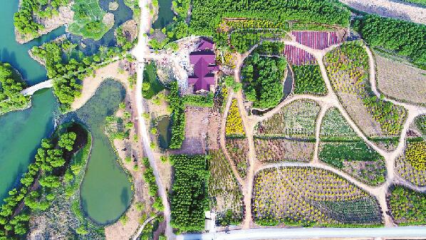 高空俯瞰济西国家湿地公园 油菜花田现"怪圈"