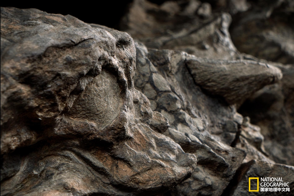史上保存最完好的结节龙化石公开