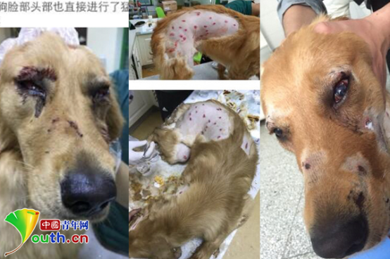 金毛犬托运中跑出笼 被机场工作人员打得惨不忍睹