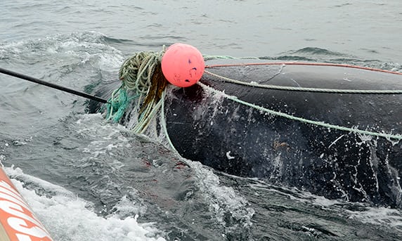 加拿大渔民刚刚救下一条鲸鱼 就被鲸鱼翻身撞死