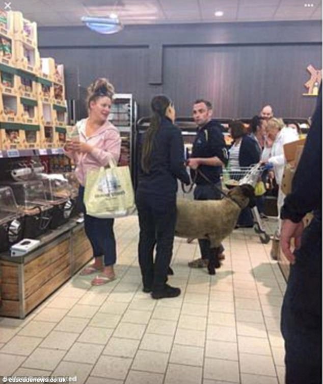 爱尔兰男子硬要带羊进超市 袭击超市员工被捕