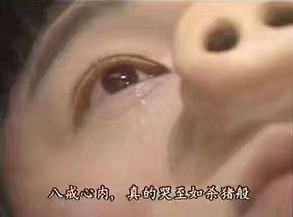 fun来了:剩饭会被护士打屁屁哦|鱼都跳船自杀了 fun来了:剩饭会被护士打屁屁哦|鱼都跳船自杀了图片