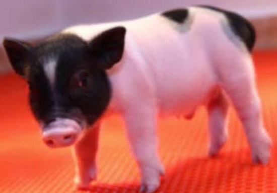 世界首批对器官移植无“毒”活猪诞生 可用于人体移植